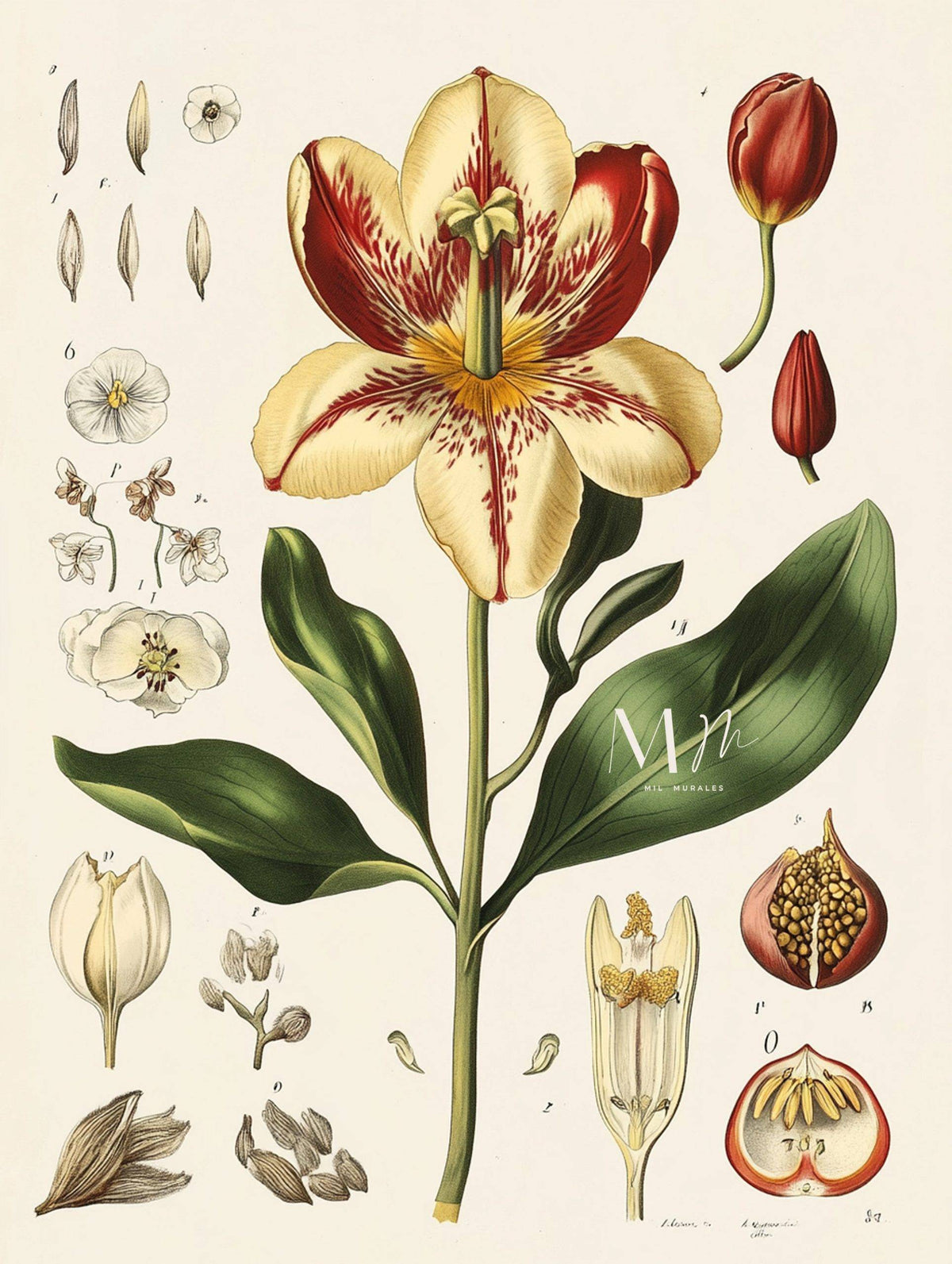Lilium