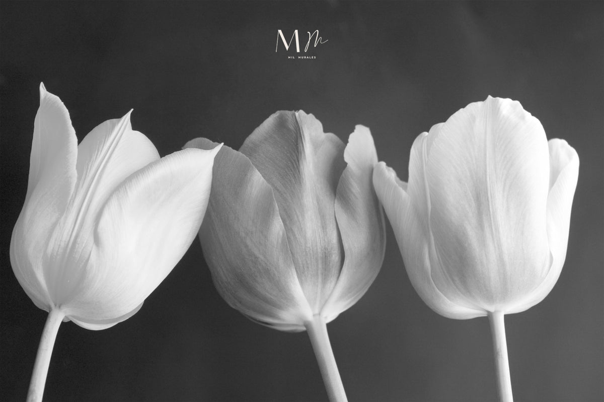 Tulipanes BN