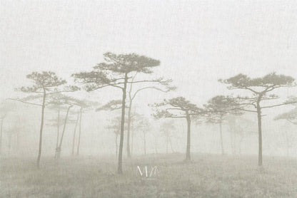 Araucarias