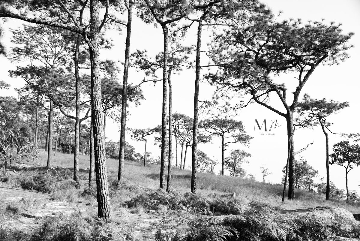 Copas de arboles