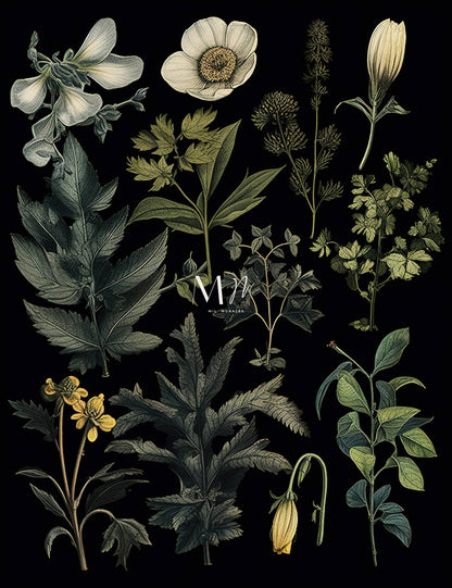 Flora Botánica
