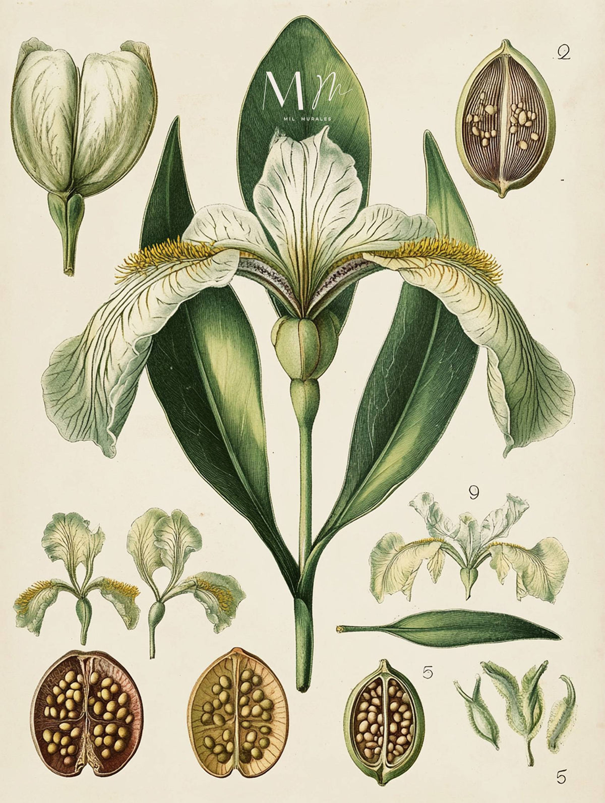 Iris