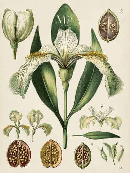 Iris