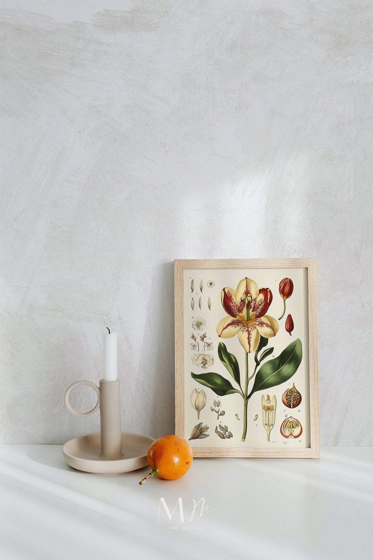 Lilium