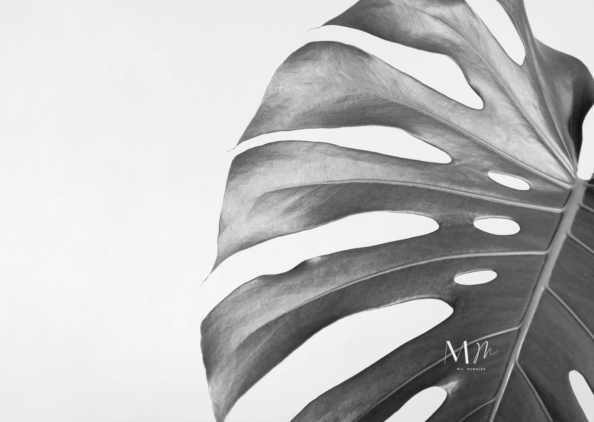 Monstera