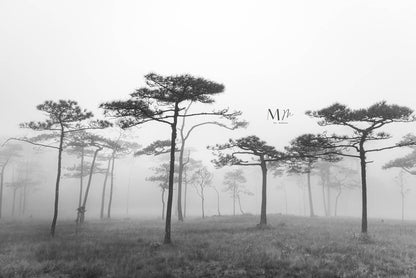 Niebla
