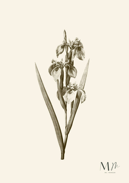 Orquídea en tono