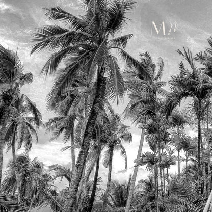 Palmeras contra el cielo