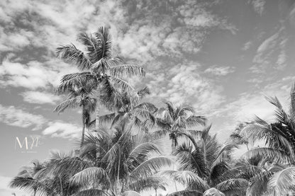 Palmeras en el cielo