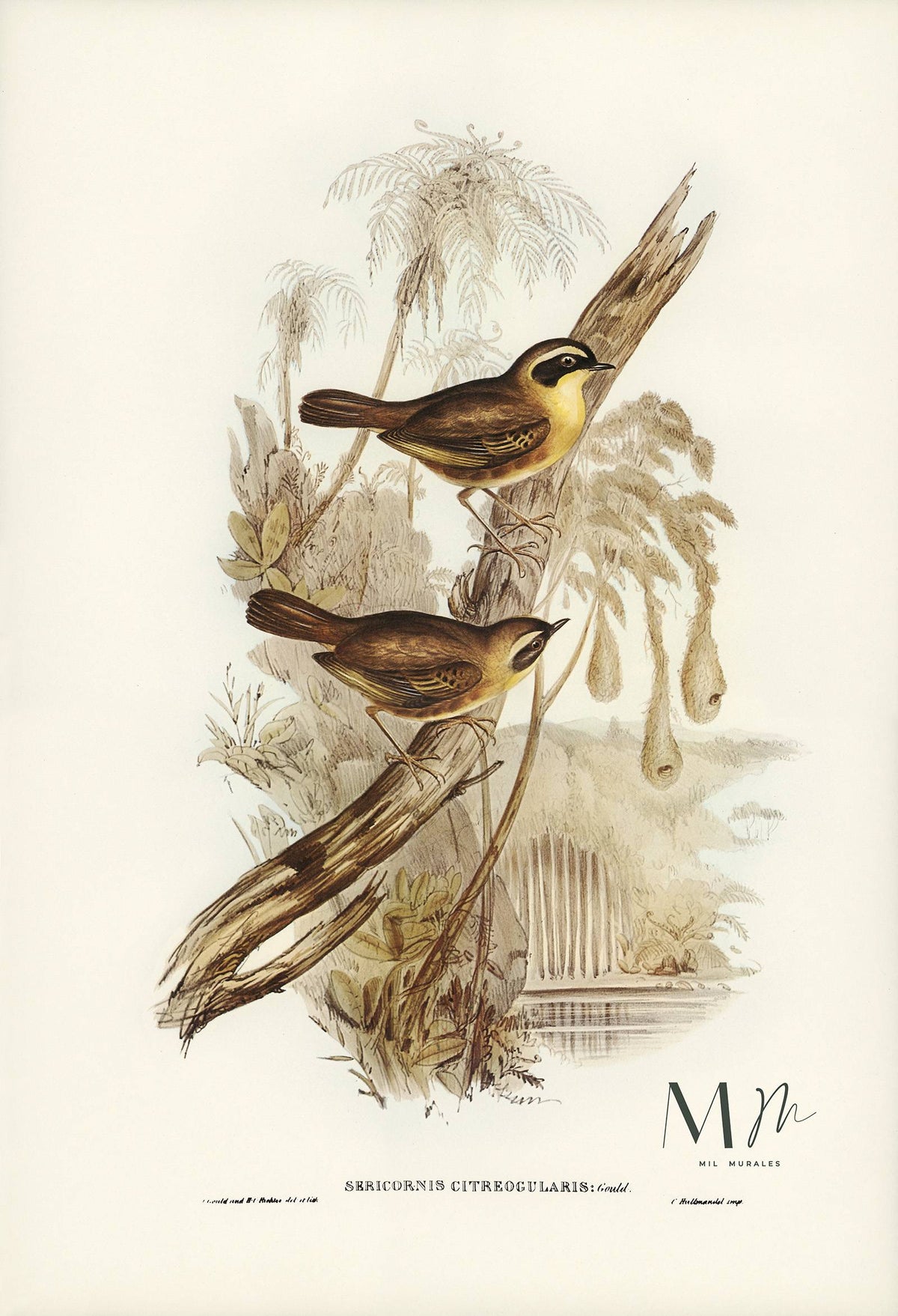 Sericornis