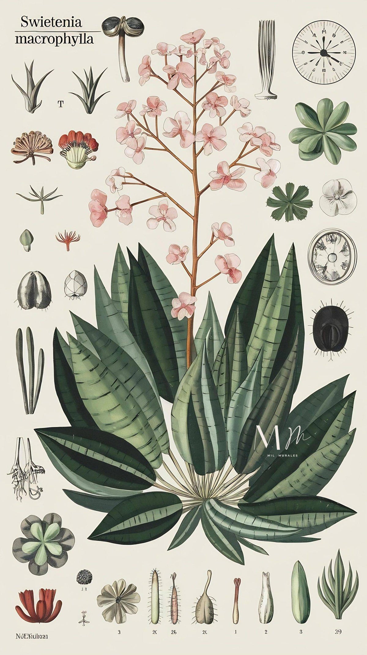 Swietenia