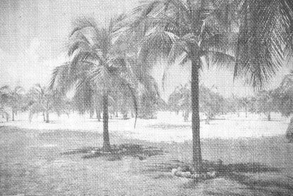 Bajo las palmas